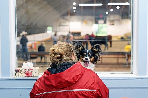 18072023
Skipper, a papillon, looks around as owner Melody Abbott of Strathclair, watches the beef show during the 135th Annual Strathclair Ag Society Fair on Tuesday. The Strathclair Ag Society Fair is one of six stops for the annual Milk Run, a six day long series of town fairs in close proximity. The other fairs include Oak River, Shoal Lake, Hamiota, Harding and Oak Lake. The Strathclair fair included a light horse show, a beef show, a heavy horse driving demonstration and a wide variety of entertainment, games and other activities. 
(Tim Smith/The Brandon Sun)