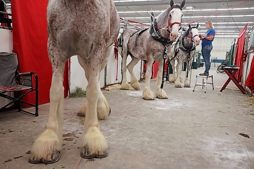 Patty Hill with Wildwood Clydesdales works with their horses during the 2023 World Clydesdale Show at the Keystone Centre in Brandon on Wednesday. (Tim Smith/The Brandon Sun)