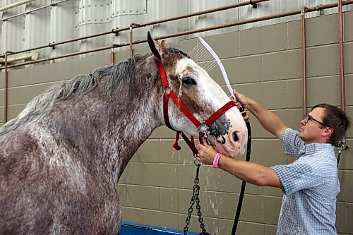 19072023
Mike Hill with Wildwood Clydesdales washes one of his horses during the 2023 World Clydesdale Show at the Keystone Centre in Brandon on Wednesday.
(Tim Smith/The Brandon Sun)