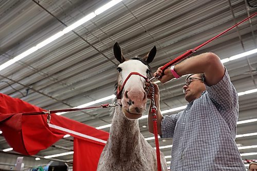 19072023
Mike Hill with Wildwood Clydesdales prepares to take one of his horses for a wash during the 2023 World Clydesdale Show at the Keystone Centre in Brandon on Wednesday.
(Tim Smith/The Brandon Sun)