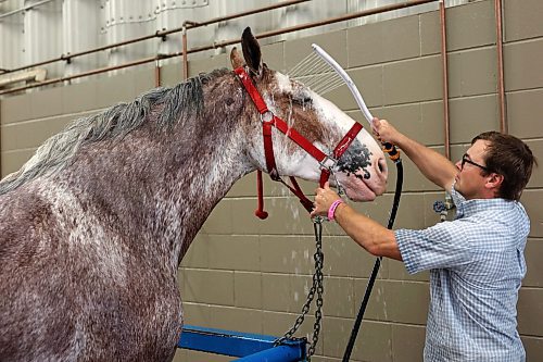 19072023
Mike Hill with Wildwood Clydesdales washes one of his horses during the 2023 World Clydesdale Show at the Keystone Centre in Brandon on Wednesday.
(Tim Smith/The Brandon Sun)