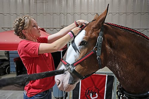 21072023
Estella Cook with High Pointe Clydesdales braids the mane of one of the clydesdales while preparing to show during the 2023 World Clydesdale Show at the Keystone Centre in Brandon on Wednesday. The show runs until Sunday.
(Tim Smith/The Brandon Sun)