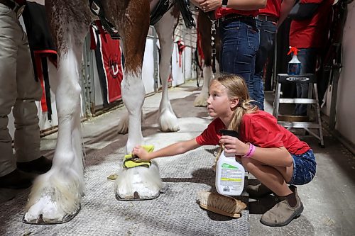 21072023
Nine-year-old Kelly LaRiviere with High Pointe Clydesdales helps get the heavy horses ready to show during the 2023 World Clydesdale Show at the Keystone Centre in Brandon on Wednesday. The show runs until Sunday.
(Tim Smith/The Brandon Sun)