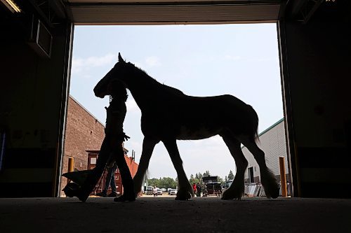21072023
A woman walks a horse to a stall during the 2023 World Clydesdale Show at the Keystone Centre in Brandon on Wednesday. The show runs until Sunday.
(Tim Smith/The Brandon Sun)