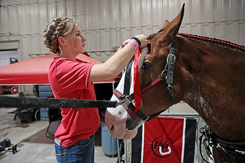 21072023
Estella Cook with High Pointe Clydesdales braids the mane of one of the clydesdales while preparing to show during the 2023 World Clydesdale Show at the Keystone Centre in Brandon on Wednesday. The show runs until Sunday.
(Tim Smith/The Brandon Sun)