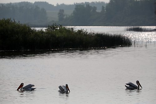 24072023
Pelicans catch fish in a pond south of Erickson on a smoky Monday morning. (Tim Smith/The Brandon Sun)