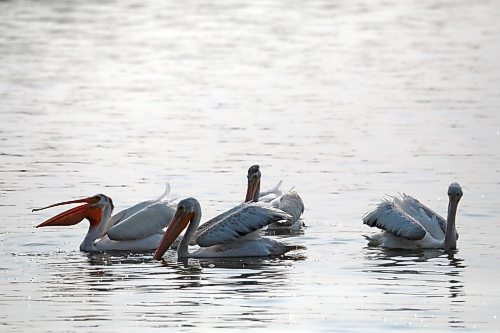 24072023
Pelicans catch fish in a pond south of Erickson on a smoky Monday morning. (Tim Smith/The Brandon Sun)