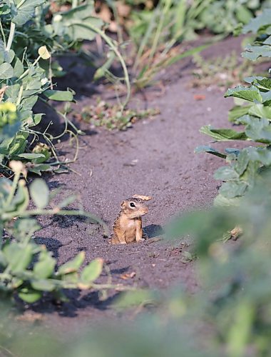 A 13-striped ground squirrel peaks out from one of its holes under a row of peas in a garden plot west of Brandon on Monday evening. (Matt Goerzen/The Brandon Sun)