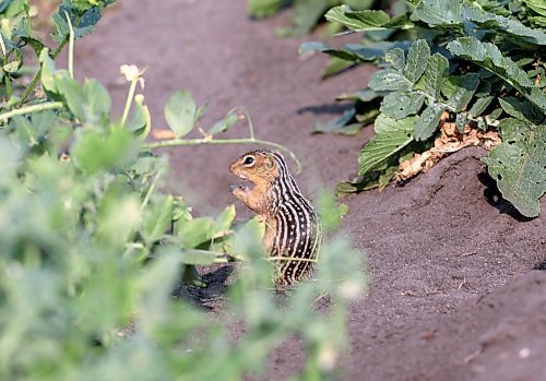 A 13-striped ground squirrel forages under a row of peas in a garden plot west of Brandon on Monday evening. (Matt Goerzen/The Brandon Sun)