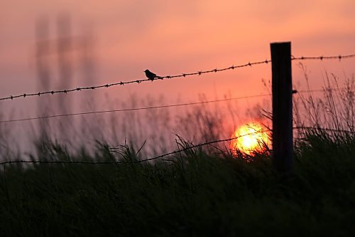 A bird is silhouetted on a barbed wire fence against the backdrop of Monday evening's setting sun, as seen near a wheat field west of Brandon. The red colour of the sunset in recent weeks has been caused by the ongoing smoke in the atmosphere from burning wildfires in Canada. Environment Canada predicts that the air quality health index will be low risk for all day Wednesday for Brandon. (Matt Goerzen/The Brandon Sun)