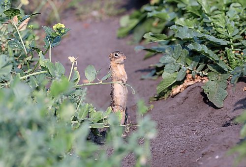 A 13-striped ground squirrel takes a break from foraging to watch the photographer from its vantage point under a row of peas in a garden plot west of Brandon on Monday evening. (Matt Goerzen/The Brandon Sun)