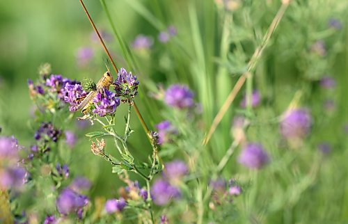 A grasshopper rests in the sunshine on top of a wildflower in a field west of Brandon on Monday evening. (Matt Goerzen/The Brandon Sun)