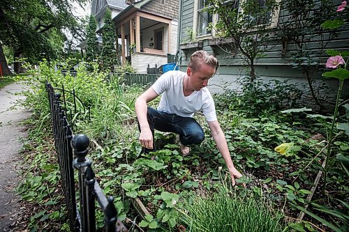 JOHN WOODS / WINNIPEG FREE PRESS
Nathan Enns, prop master in the Manitoba film industry, pulls weeds in his front garden in Winnipeg, Tuesday, July 25, 2023. The industry strike in the US seems to be indirectly affecting the Manitoba film industry. Manitoba&#x2019;s film production has ground to a halt.

Reporter: ?