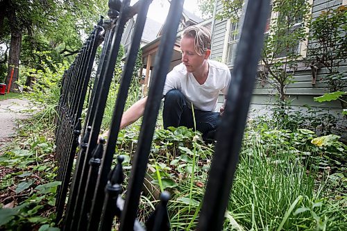 JOHN WOODS / WINNIPEG FREE PRESS
Nathan Enns, prop master in the Manitoba film industry, pulls weeds in his front garden in Winnipeg, Tuesday, July 25, 2023. The industry strike in the US seems to be indirectly affecting the Manitoba film industry. Manitoba&#x2019;s film production has ground to a halt.

Reporter: ?
