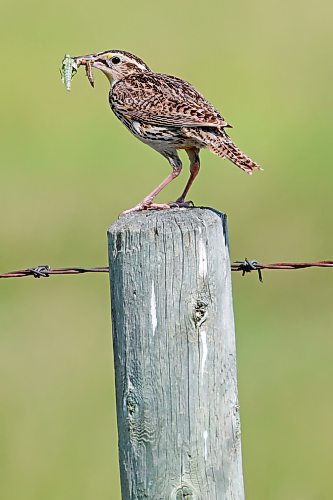 A meadowlark perches on a post with insects in its beak on a humid Wednesday. (Tim Smith/The Brandon Sun)