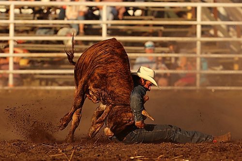 27072023
Adam Gilchrist of Maple Creek, SK, works to wrestle a steer to the ground during the steer wrestling event at the first go-round of the Manitoba Threshermen&#x2019;s Reunion and Stampede rodeo near Austin, Manitoba on Thursday evening.  (Tim Smith/The Brandon Sun)