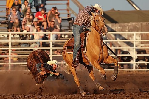 27072023
Adam Gilchrist of Maple Creek, SK, digs in his heels to wrestle a steer to the ground during the steer wrestling event at the first go-round of the Manitoba Threshermen&#x2019;s Reunion and Stampede rodeo near Austin, Manitoba on Thursday evening.  (Tim Smith/The Brandon Sun)