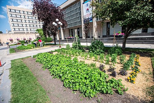 MIKAELA MACKENZIE / WINNIPEG FREE PRESS

City Hall gardens with fresh vegetables free for passers-by to harvest on Monday, July 31, 2023. For Cierra Bettens story.
Winnipeg Free Press 2023