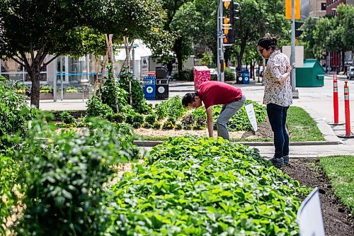 MIKAELA MACKENZIE / WINNIPEG FREE PRESS

City Hall gardens with fresh vegetables free for passers-by to harvest on Monday, July 31, 2023. For Cierra Bettens story.
Winnipeg Free Press 2023