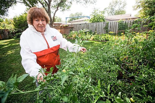 JOHN WOODS / WINNIPEG FREE PRESS
Debbie Stern, an avid Folklorama fan, is photographed tending to her tomatoes at her home in Winnipeg, Monday, July 31, 2023. Stern has actually created her own Excel Folklorama review system and tomato database.

Reporter: wazny