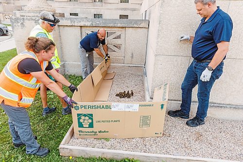 MIKE DEAL / WINNIPEG FREE PRESS
Pat Desautels (in yellow safety vest) with Wildlife Haven Rehabilitation Centre along with Manitoba Legislative building grounds and maintenance crews rescued some ducklings that got separated from their mother by the Manitoba Legislative building Wednesday morning. The crew first had to capture about 10 ducklings and then move them outside of a fenced in area that they couldn&#x2019;t get out of on their own. They were set loose inside a small area so that their mother could come and get them. Then the reunited mother duck and her ducklings were herded towards the south grounds closer to the Assiniboine River.
230802 - Wednesday, August 02, 2023.