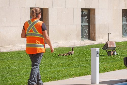 MIKE DEAL / WINNIPEG FREE PRESS
Pat Desautels (in yellow safety vest) with Wildlife Haven Rehabilitation Centre along with Manitoba Legislative building grounds and maintenance crews rescued some ducklings that got separated from their mother by the Manitoba Legislative building Wednesday morning. The crew first had to capture about 10 ducklings and then move them outside of a fenced in area that they couldn&#x2019;t get out of on their own. They were set loose inside a small area so that their mother could come and get them. Then the reunited mother duck and her ducklings were herded towards the south grounds closer to the Assiniboine River.
230802 - Wednesday, August 02, 2023.
