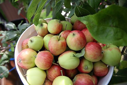 A bucket of apples sits atop of a ladder in the shade of an apple tree during a volunteer pick by Fruit Share Brandon on Wednesday morning. (Matt Goerzen/The Brandon Sun)