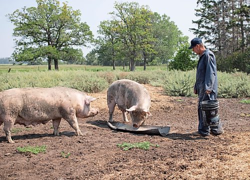 Mike Thiessen / Winnipeg Free Press 
Ian Smith feeds two of his sows in his barnyard. Smith, a small-scale pork farmer, feels that large corporations have taken over the pork industry, making it increasingly difficult for smaller producers like himself to make a living. For Gabrielle Piché. 230803 – Thursday, August 3, 2023