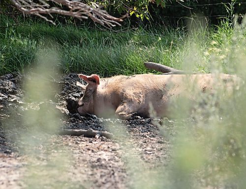 Mike Thiessen / Winnipeg Free Press 
One of Ian Smith&#x2019;s sows cools down in the mud behind the barn. This pig weighs about 600lbs. For Gabrielle Pich&#xe9;. 230803 &#x2013; Thursday, August 3, 2023