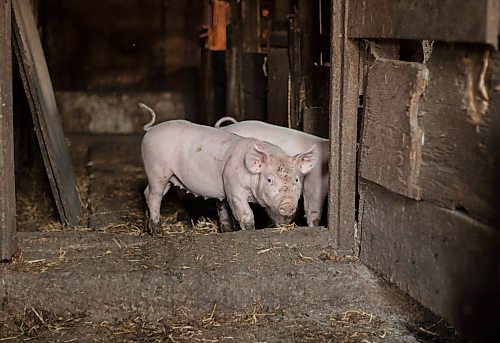 Mike Thiessen / Winnipeg Free Press 
One of Ian Smith&#x2019;s piglets surveys the outdoors, deciding whether or not to go outside. For Gabrielle Pich&#xe9;. 230803 &#x2013; Thursday, August 3, 2023