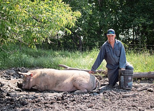 Mike Thiessen / Winnipeg Free Press 
Ian Smith poses with one of his sows while she cools down in the mud. Smith, a small-scale pork farmer, feels that large corporations have taken over the pork industry, making it increasingly difficult for smaller producers like himself to make a living. For Gabrielle Pich&#xe9;. 230803 &#x2013; Thursday, August 3, 2023