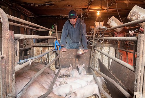 Mike Thiessen / Winnipeg Free Press 
Ian Smith in his hog barn with a fresh batch of suckling piglets. Smith, a small-scale pork farmer, feels that large corporations have taken over the pork industry, making it increasingly difficult for smaller producers like himself to make a living. For Gabrielle Pich&#xe9;. 230803 &#x2013; Thursday, August 3, 2023