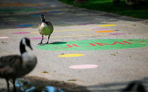 JOHN WOODS / WINNIPEG FREE PRESS
Geese use a walkway which is part of the Play At The Forks program at The Forks in Winnipeg, Tuesday, August 1, 2023. 

Reporter: