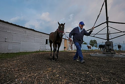 RUTH BONNEVILLE / WINNIPEG FREE PRESS
49.8 Feature - Downs Horse Trainer (80yrs)
Doug Mustard works as a horse trainer at the Assiniboine Downs. He's 80-years old! His family has been in the business since the track opened in 1958. His job is very physical which he says keeps him young. Despite the fact that he walks with a limp and needs a knee operation, he continues to work full-time with his wife Judy training race horses because he loves it!
Spent the day with Doug and his wife Judy at the track. Photos of him breaking in a newly acquired horse in the early morning hours on the horse walker, cleaning stalls, feeding, grooming etc.
See Ben's feature story on the long life of a horse trainer.
August 1st, 2023