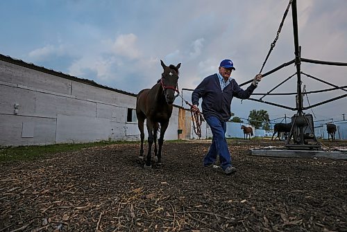 RUTH BONNEVILLE / WINNIPEG FREE PRESS

49.8 Feature - Downs Horse Trainer (80yrs)

Doug Mustard works as a horse trainer at the Assiniboine Downs. He's 80-years old!  His family has been in the business since the track opened in 1958.  His job is very physical which he says keeps him young.  Despite the fact that he walks with a limp and needs a knee operation, he continues to work full-time with his wife Judy training race horses because he loves it!

Spent the day with Doug and his wife Judy at the track.  Photos of him breaking in a newly acquired horse in the early morning hours on the horse walker, cleaning stalls, feeding, grooming etc.  

See Ben's feature story on the long life of a horse trainer.    


August 1st,  2023

