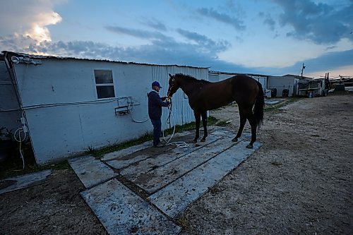 RUTH BONNEVILLE / WINNIPEG FREE PRESS
49.8 Feature - Downs Horse Trainer (80yrs)
Doug Mustard works as a horse trainer at the Assiniboine Downs. He's 80-years old! His family has been in the business since the track opened in 1958. His job is very physical which he says keeps him young. Despite the fact that he walks with a limp and needs a knee operation, he continues to work full-time with his wife Judy training race horses because he loves it!
Spent the day with Doug and his wife Judy at the track. Photos of him breaking in a newly acquired horse in the early morning hours on the horse walker, cleaning stalls, feeding, grooming etc.
See Ben's feature story on the long life of a horse trainer.
August 1st, 2023
