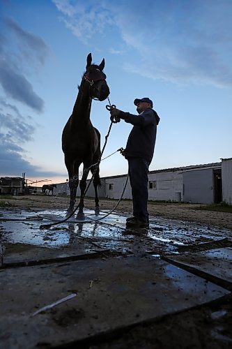 RUTH BONNEVILLE / WINNIPEG FREE PRESS
49.8 Feature - Downs Horse Trainer (80yrs)
Doug Mustard works as a horse trainer at the Assiniboine Downs. He's 80-years old! His family has been in the business since the track opened in 1958. His job is very physical which he says keeps him young. Despite the fact that he walks with a limp and needs a knee operation, he continues to work full-time with his wife Judy training race horses because he loves it!
Spent the day with Doug and his wife Judy at the track. Photos of him breaking in a newly acquired horse in the early morning hours on the horse walker, cleaning stalls, feeding, grooming etc.
See Ben's feature story on the long life of a horse trainer.
August 1st, 2023