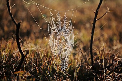 Morning dew clings to a cobweb south of Brandon shortly after sunrise on Monday. (Tim Smith/The Brandon Sun)