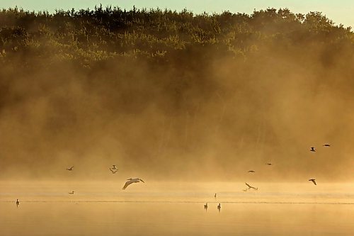 14082023
A pelican and other birds fly through the fog on Lake Clementi south of Brandon shortly after sunrise on Monday morning.
(Tim Smith/The Brandon Sun)