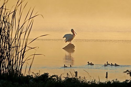 14082023
A pelican perches on a log in the mist on Lake Clementi south of Brandon shortly after sunrise on Monday morning.
(Tim Smith/The Brandon Sun)