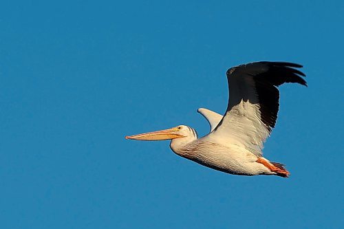 14082023
A pelican flies over on Lake Clementi south of Brandon shortly after sunrise on Monday morning.
(Tim Smith/The Brandon Sun)