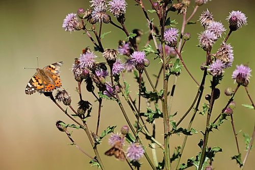 14082023
A butterfly perches on thistles north of Carberry on Monday.
(Tim Smith/The Brandon Sun)