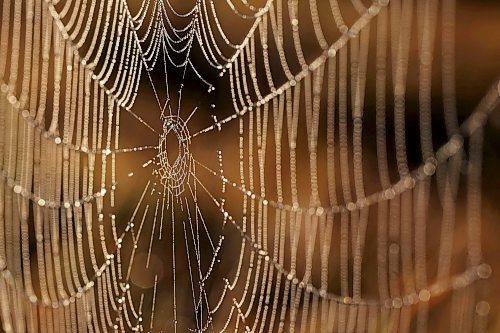14082023
Morning dew clings to a cobweb south of Brandon shortly after sunrise on Monday.
(Tim Smith/The Brandon Sun)