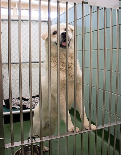 Mike Thiessen / Winnipeg Free Press 
The Winnipeg Animal Services Agency is currently overwhelmed with the number of dogs that have been surrendered in recent years. Dogs are the most difficult to rehome. For Tessa Adamski. 230816 – Wednesday, August 16, 2023