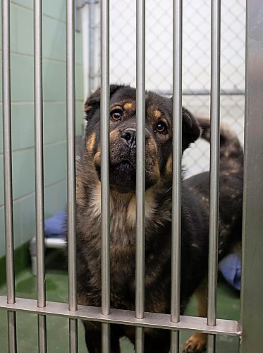 Mike Thiessen / Winnipeg Free Press 
The Winnipeg Animal Services Agency is currently overwhelmed with the number of dogs that have been surrendered in recent years. Dogs are the most difficult to rehome. For Tessa Adamski. 230816 &#x2013; Wednesday, August 16, 2023