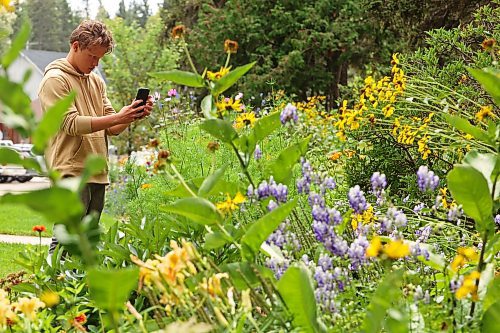 16082023
Aiden Stoesz, 16, of Steinbach, takes photos of flowers in one of the colourful gardens in Wasagaming during a family trip on Wednesday. (Tim Smith/The Brandon Sun)