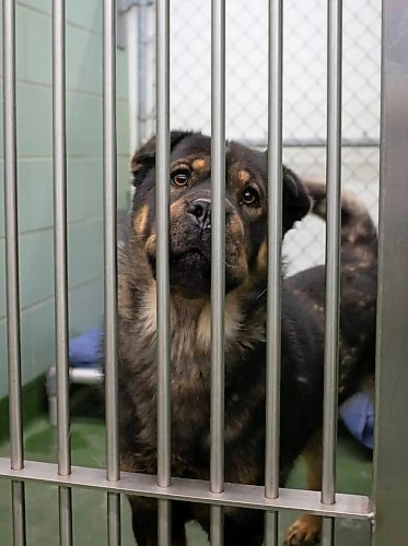 The City of Winnipeg Animal Services Agency, which can comfortably care for 20 dogs, had 31 of the animals packed into their small kennels at the Logan Avenue facility Wednesday. (Mike Thiessen/ Winnipeg Free Press)