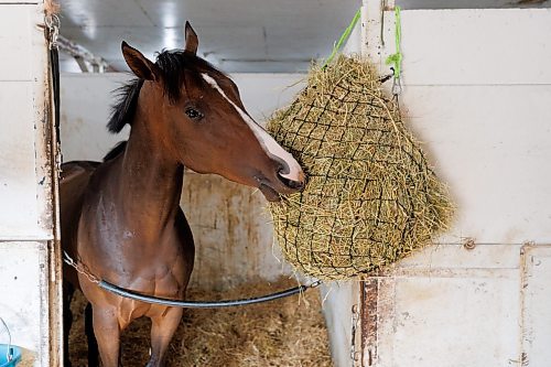 MIKE DEAL / WINNIPEG FREE PRESS
Justlemmeatem in Devon Gittens barn at the Assiniboia Downs Friday morning.
See George Williams story
230818 - Friday, August 18, 2023.