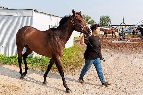 MIKE DEAL / WINNIPEG FREE PRESS
groomer, Skyla Blanchard walks, Justlemmeatem, at the Assiniboia Downs Friday morning.
See George Williams story
230818 - Friday, August 18, 2023.