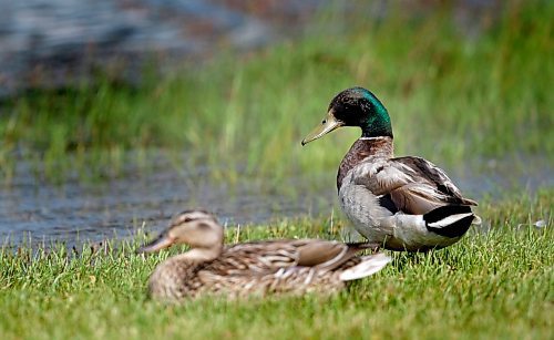 PHIL HOSSACK / WINNIPEG FREE PRESS 080708 Oak Hammock Marsh released a study on duck birthrates, which are down this year. A pair of mallards, rests near water not far from the marsh..........Alex Paul tale.